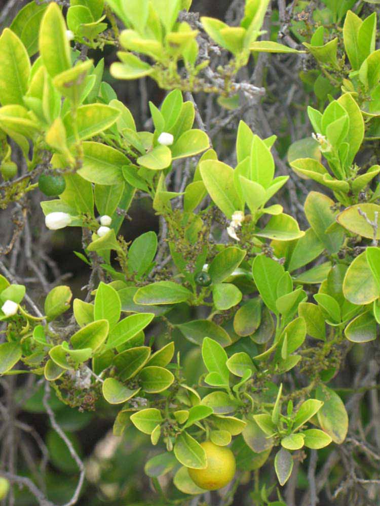              Sun leaves (Riverside, CA)       